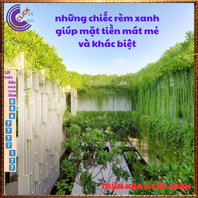 2 Chậu tạo rèm buông rủ cúc tần Ấn Độ rủ dài gần 1,5m giá rất rẻ 😻 Hoa Mười Giờ Bonsai & Phụ Kiện