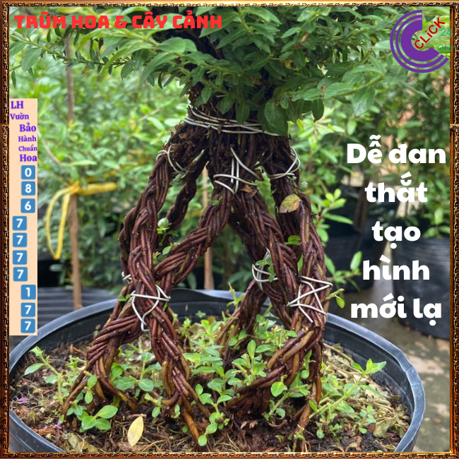 Cẩm tú mai chậu hoa siêu dễ trồng dễ uốn bonsai 💟 Hoa Mười Giờ Bonsai & Phụ Kiện