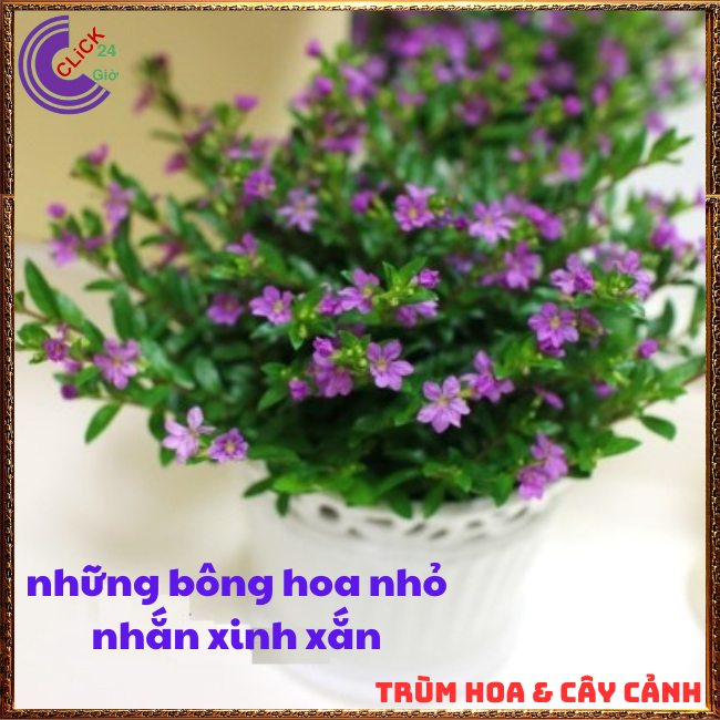 Cẩm tú mai chậu hoa siêu dễ trồng dễ uốn bonsai 💟 Hoa Mười Giờ Bonsai & Phụ Kiện