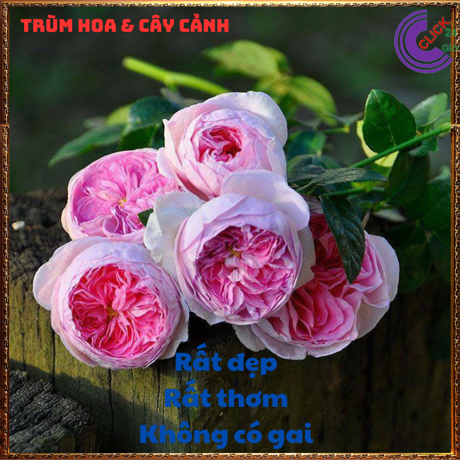 Chậu hoa hồng KHÔNG GAI rất dễ trồng, dáng hoa cúp siêu đẹp🔆 Hoa Mười Giờ Bonsai & Phụ Kiện