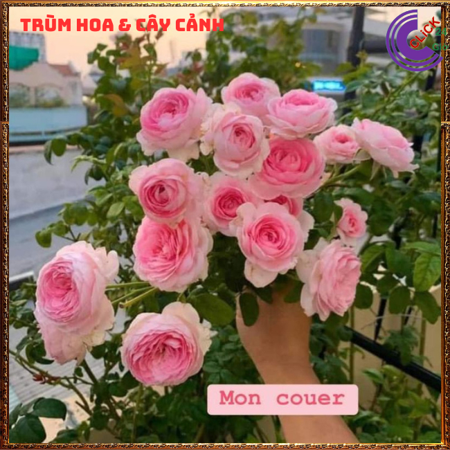 Chậu hoa hồng KHÔNG GAI rất dễ trồng, dáng hoa cúp siêu đẹp🔆 Hoa Mười Giờ Bonsai & Phụ Kiện