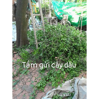 Tầm Gửi cây Dâu Tằm (khô sạch )- Tang ký sinh