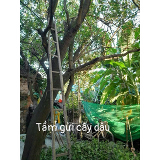 Tầm Gửi cây Dâu Tằm (khô sạch )- Tang ký sinh