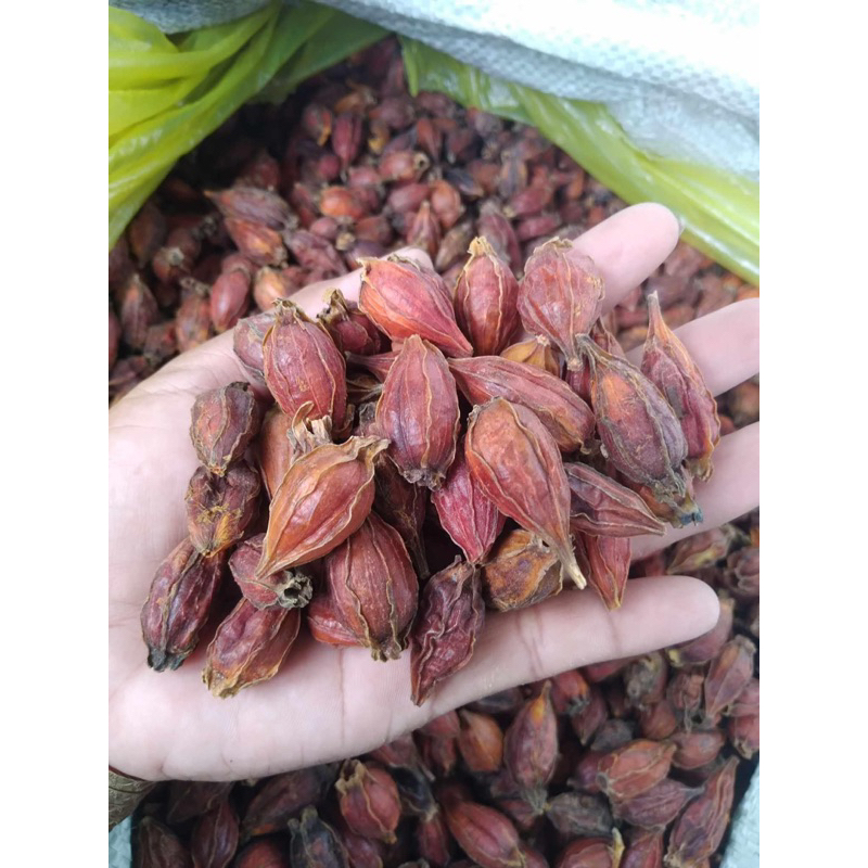 500GR Quả Dành Dành, Hạt Dành Dành, Chi Tử Tạo Màu Vàng Tự Nhiên Dùng Làm Xôi, Bánh, Chè...