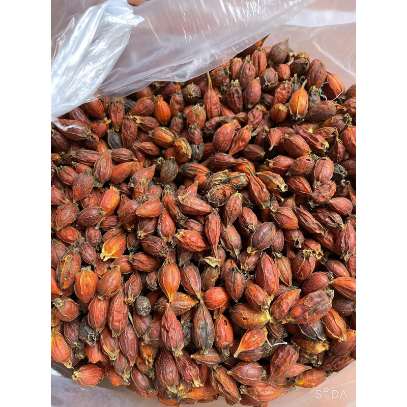 500GR Quả Dành Dành, Hạt Dành Dành, Chi Tử Tạo Màu Vàng Tự Nhiên Dùng Làm Xôi, Bánh, Chè...