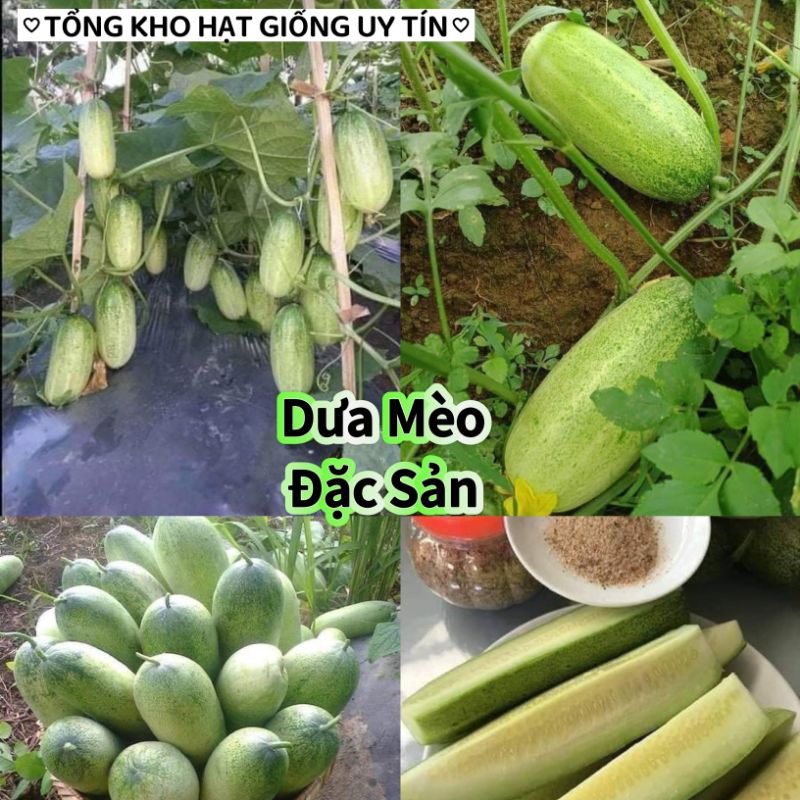 Hạt Giống Dưa Mèo  Siêu To  25 hạt 💯 Đặc Sản Dưa Miền Núi💞 Ăn Cực Ngon