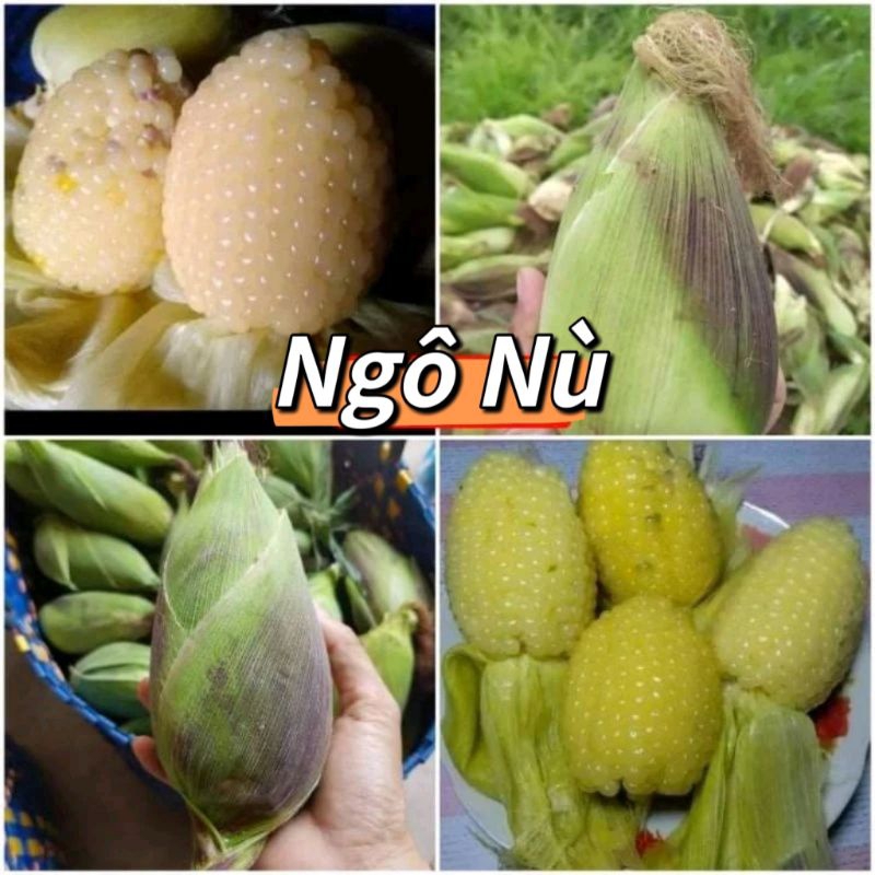 ⭐hạt giống ngô nếp nù sữa😚😚 Dẻo Thơm😍 ăn cực ngon rất dễ trồng