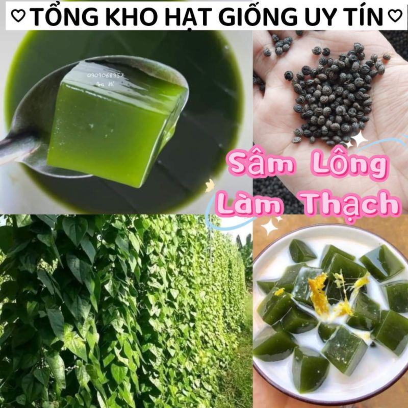 Hạt Giống Sâm Lông làm thạch ❤️ Bao Chuẩn❤️ chất lượng cao