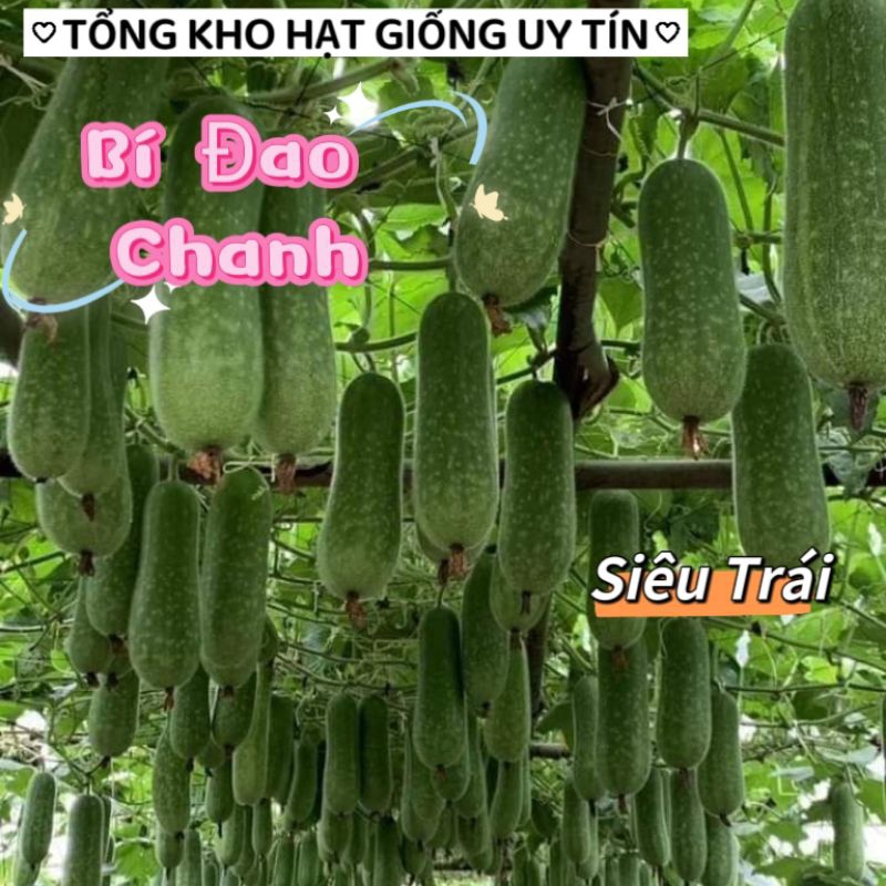 1 gam hạt giống bí đao chanh bốn mùa f1 💚💚Nảy mầm cực đỉnh💝💝 siêu trái
