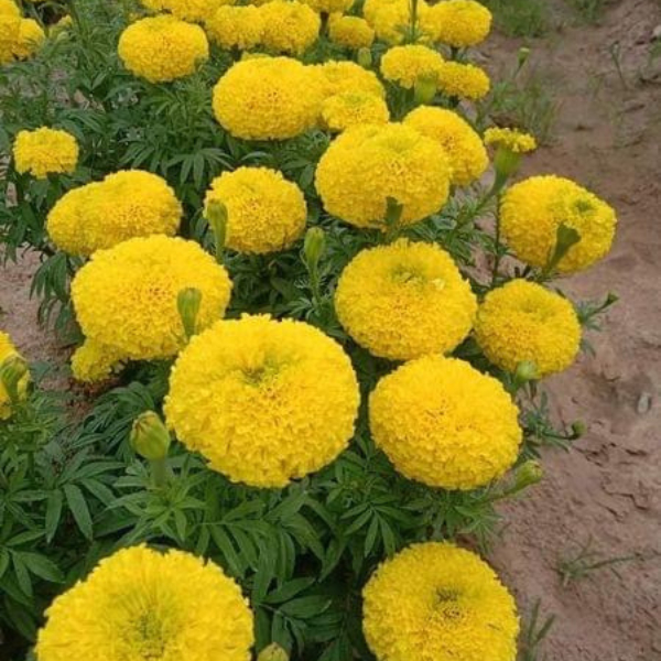 Hoa Vạn Thọ Pháp Cao PH001 Vàng Chanh Nhụy Xanh Hạt Giống Phượng Hoàng