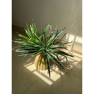 Cỏ mỹ bụi trang trí - Cây cỏ giả