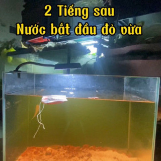 MỘC BÀNG Túi lọc lá bàng , bột lá bàng và tô mộc dưỡng cá tăng màu cho cá lóc cá cảnh