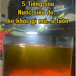 MỘC BÀNG Túi lọc lá bàng , bột lá bàng và tô mộc dưỡng cá tăng màu cho cá lóc cá cảnh