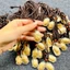 Dây Treo Ô Tô dây chuyền vòng tay mặt phật vàng 3D , có thể làm dây đeo phong thủy