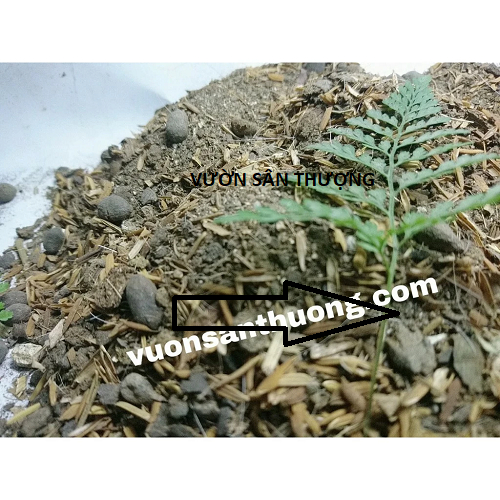 1kg Phân Dê Hoai Xử Lý Bằng trichodema, Cải Tạo, Thúc Cây, Hoa, Rau, Củ Qủa, Cải Tạo Đất