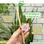 Cốc đong dung dịch ml và ống hút bằng tre