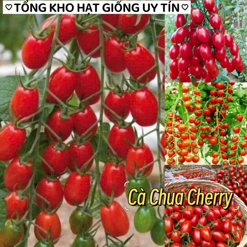 HẠT GIỐNG CÀ CHUA CHERRY CHỊU NHIỆT Gói 🌟 Cà Chua Bi Chuỗi Ngọc Đỏ F1 năng suất cao