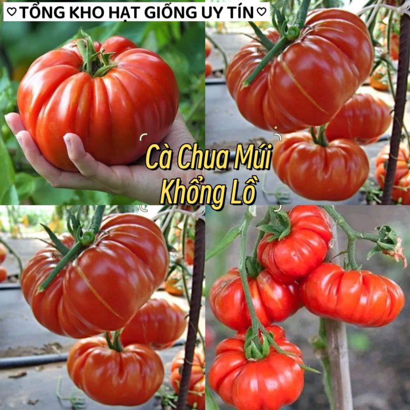 💥hạt giống cà chua múi Bí Ngô khổng lồ Hà Lan ❤️☘️Ngon Đặc Biệt❤️💥 rất dễ trồng