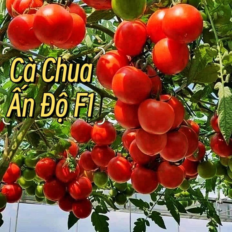 hạt giống cà chua Ấn Độ quả to chịu nhiệt chất lượng cao 💖 NẢY MẦM CỰC ĐỈNH💖 chất lượng cao