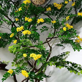 CÀNH HOA MUỒNG ( HOÀNG YẾN ) DECOR SIÊU XINH - HOA GIẢ TRANG TRÍ