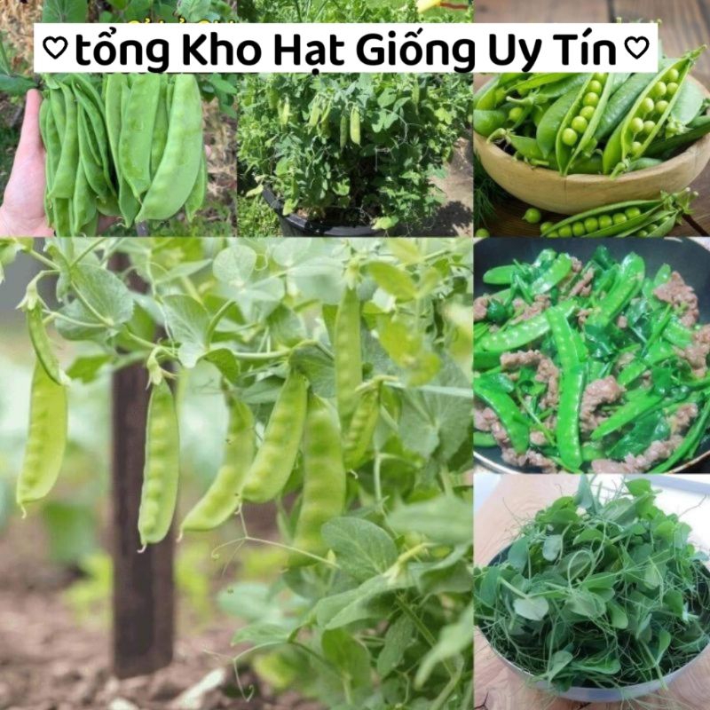 20gr hạt giống đậu Hà Lan ăn Quả 💖  Cực Ngon 💖 chất lượng cao
