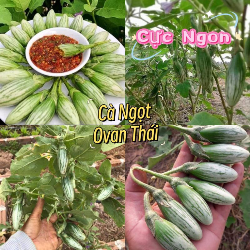Hạt Giống Cà Ngọt  Sọc Thái OVan Nhập Khẩu💯 Ăn Cực Ngon💥  Rất Đáng Trồng