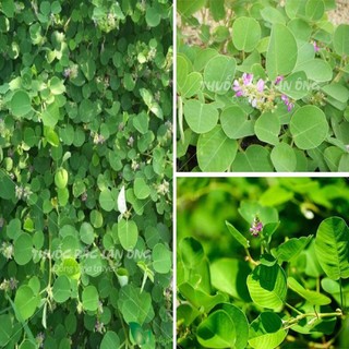 Kim tiền thảo khô 100g, hỗ trợ giảm sỏi thận, sỏi mật, giảm tiểu rắt, tiểu buốt, tốt cho đường tiết niệu