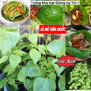 Hạt giống lá mè  Hàn Quốc 💥 Đặc Sản Ăn Kèm Thịt Nướng💥 CỰC KỲ HẤP DẪN  nảy mầm cực đỉnh chất lượng.
