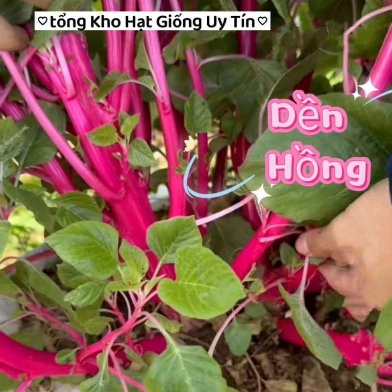 500 Hạt Giống Rau Dền Hồng😍 Mới Lạ, ăn rất ngon vừa làm cảnh vừa ăn