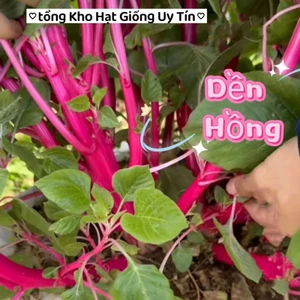 500 Hạt Giống Rau Dền Hồng😍 Mới Lạ, ăn rất ngon vừa làm cảnh vừa ăn