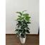 CÂY GIẢ - CÂY TRẦU BÀ VIỀN TRẮNG_ FREESHIP
