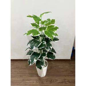 CÂY GIẢ - CÂY TRẦU BÀ VIỀN TRẮNG_ FREESHIP