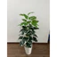 CÂY GIẢ - CÂY TRẦU BÀ VIỀN TRẮNG_ FREESHIP