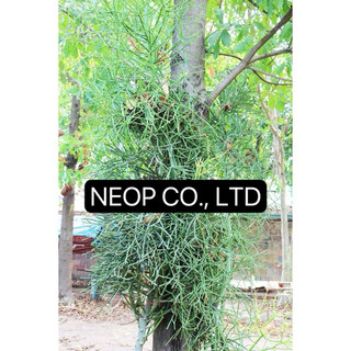100g Cành Cây Giao ( Cây Xương Khô ) - Bài thuốc cho Viêm Xoang