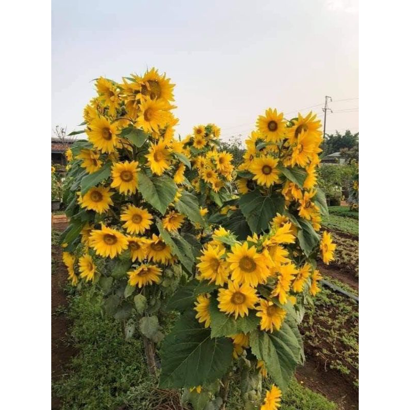 { 💞 GÓI LỚN 200 HẠT } GIỐNG HOA HƯỚNG DƯƠNG THÁP SIÊU NHIỀU HOA