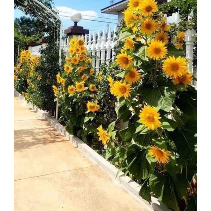 { 💞 GÓI LỚN 200 HẠT } GIỐNG HOA HƯỚNG DƯƠNG THÁP SIÊU NHIỀU HOA