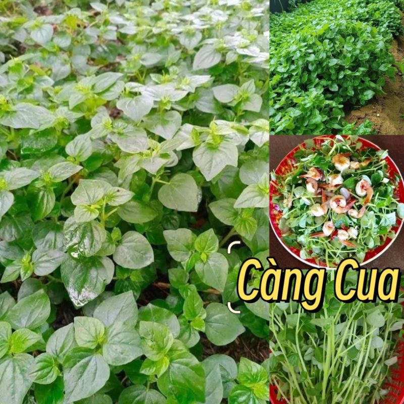2 gam Hạt Giống Rau Càng Cua 💥 Bao Nảy Mầm☘️ chất lượng cao