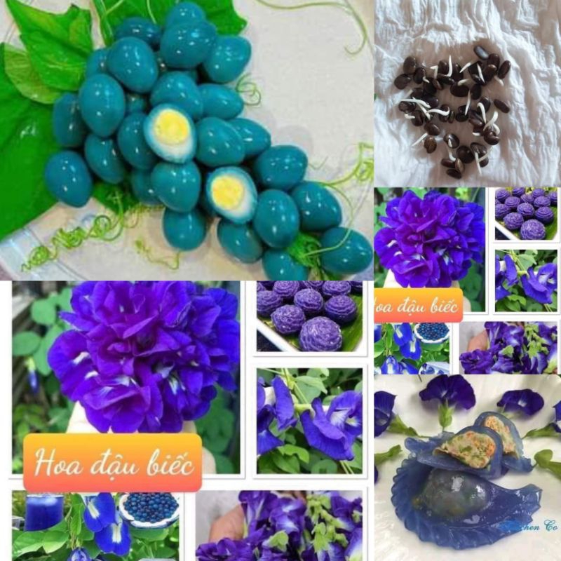 50 hạt giống hoa đậu biếc💖 NẢY MẦM CỰC ĐỈNH💖 hoa quanh năm
