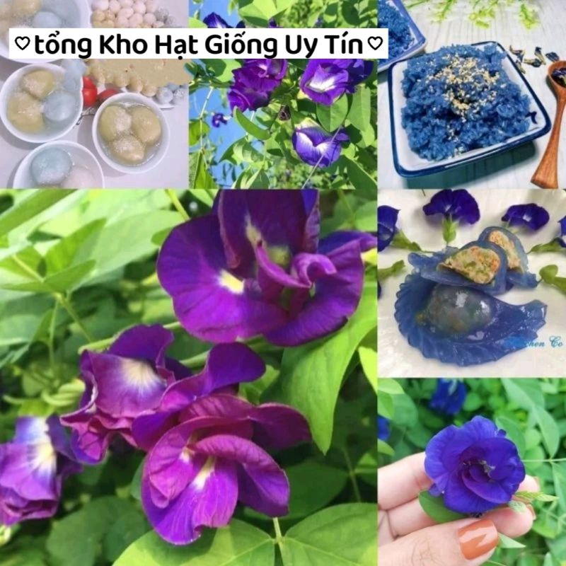 HẠT GIỐNG HOA ĐẬU BIẾC KÉP GÓI 20 HẠT NẢY MẦM 99%  - NONG TRAI XANH
