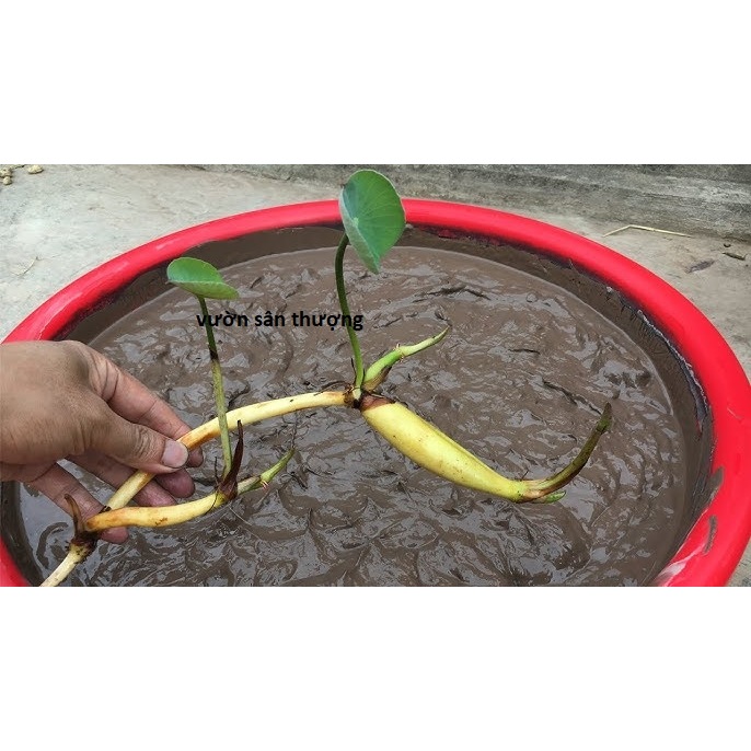 1kg Bùn Sạch Độ Ẩm 30-50% Trồng Hoa Sen, S.úng, Củ Ấu, Cây Thủy Sinh, Mùn Cao