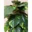 Cây giả - Cây trầu bà lá đốm 75cm - 18 nhánh lá