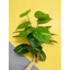 Cây giả - Cây trầu bà lá đốm 75cm - 18 nhánh lá