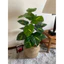 Cây giả - Cây trầu bà lá đốm 75cm - 18 nhánh lá