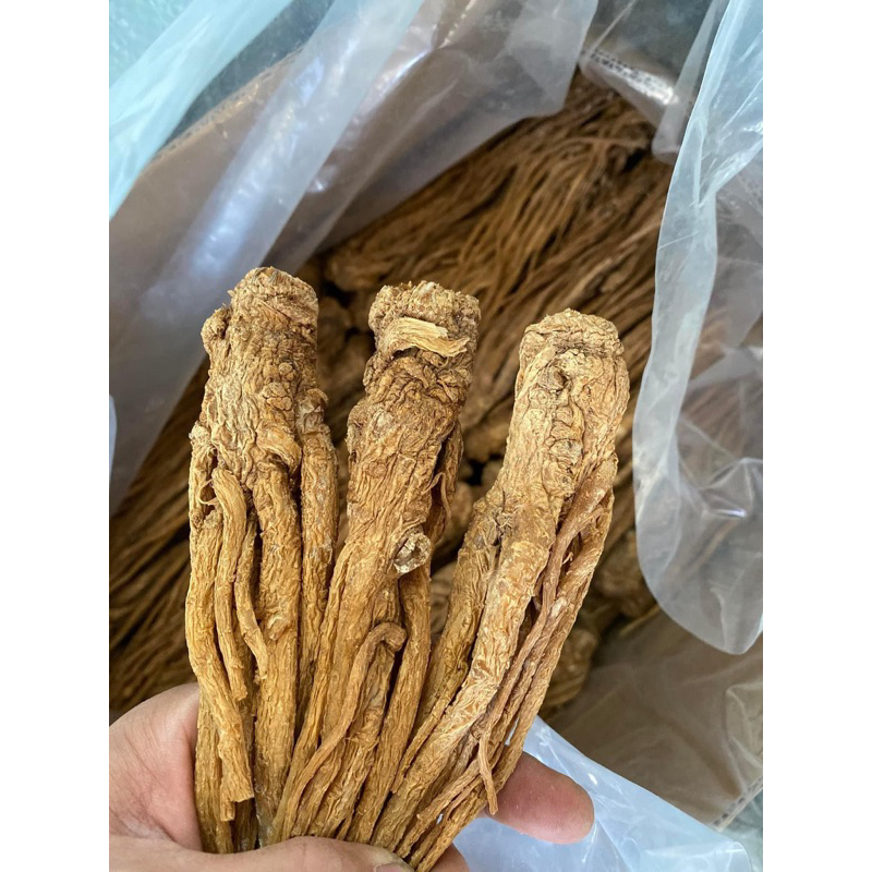 Đương Quy Củ Khô, Nguyên Củ Vàng To Hàng Loại 1
