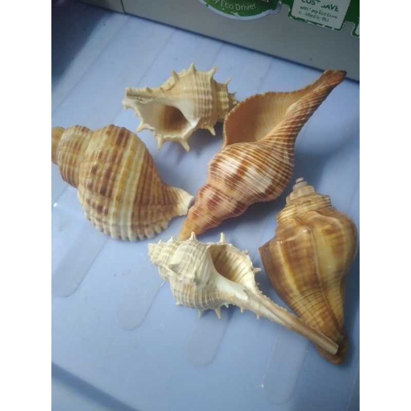 vỏ rỗng cho ốc mượn hồn vio, lila (nhiều size, có mô tả kích thước ...