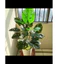 cây trầu bà 18 lá to 75cm - nhiều mẫu - cây giả (cam kết ảnh thật, tự chụp 100%)