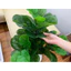 Cây giả - cây bàng giả 1m/ 3 nhánh/ lá to ảnh thật tự chụp 100%