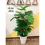 CÂY GIẢ - CÂY TRẦU BÀ LÁ XẺ HÀNG LOẠI ĐẸP DECOR TRANG TRÍ NHÀ