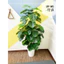CÂY GIẢ - CÂY TRẦU BÀ LÁ XẺ HÀNG LOẠI ĐẸP DECOR TRANG TRÍ NHÀ