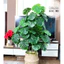 CÂY GIẢ - CÂY TRẦU BÀ LÁ XẺ HÀNG LOẠI ĐẸP DECOR TRANG TRÍ NHÀ